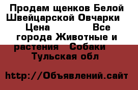 Продам щенков Белой Швейцарской Овчарки  › Цена ­ 20 000 - Все города Животные и растения » Собаки   . Тульская обл.